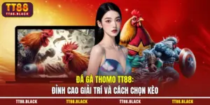Đá gà Thomo